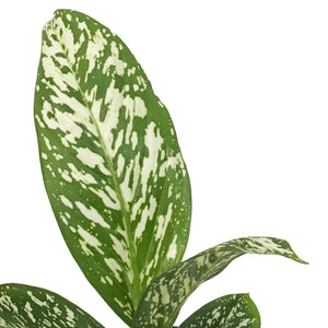 Dieffenbachia, 4in, White Blizzard