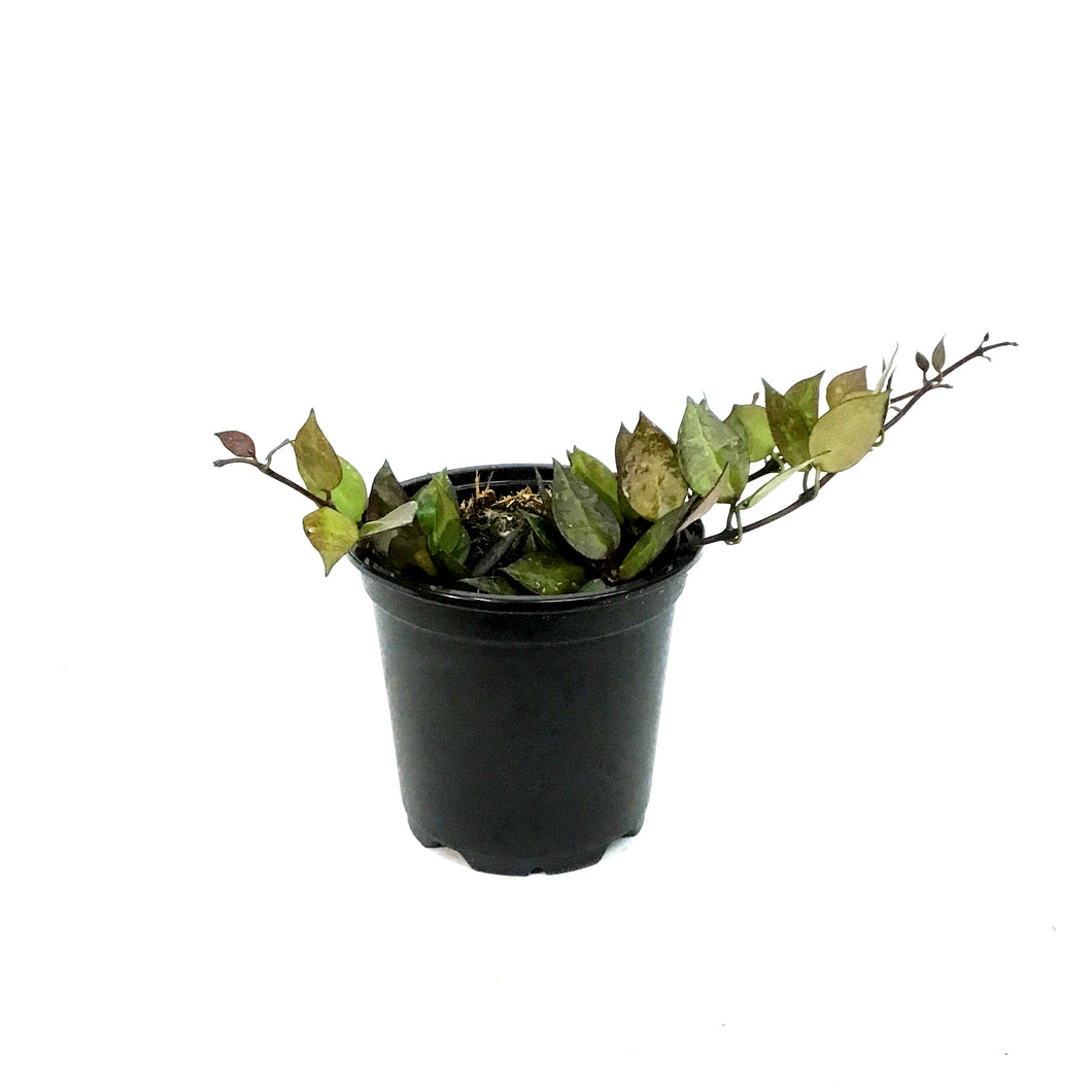 Hoya, 4in, Krohniana Black