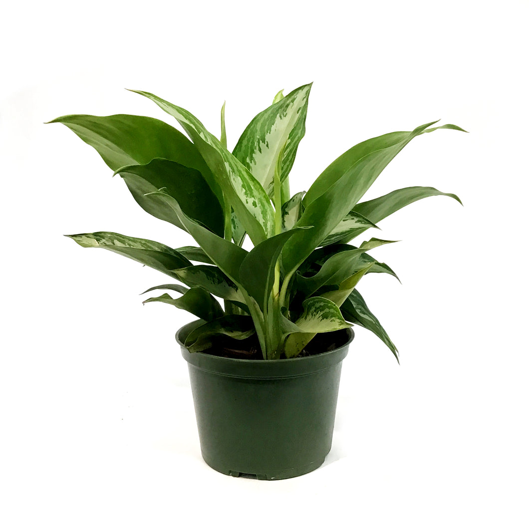 Aglaonema, 6in, Leorechaun