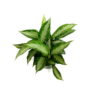 Aglaonema, 6in, Leorechaun