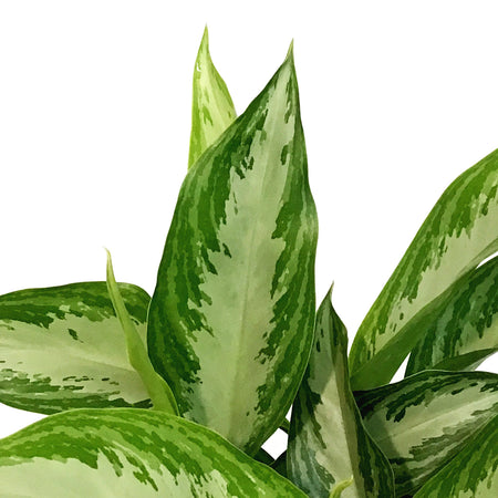 Aglaonema, 6in, Leorechaun