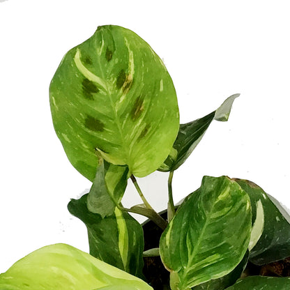 Maranta, 6in, Variegated