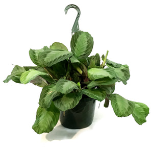 Maranta, 8in, Silver Band, HB