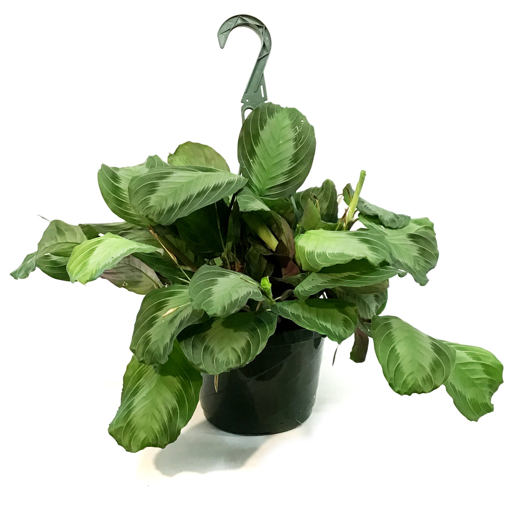 Maranta, 8in, Silver Band, HB