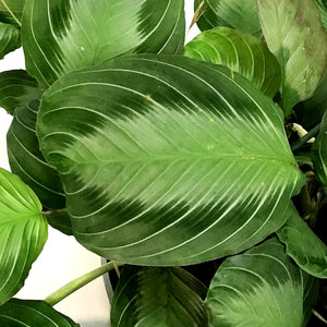 Maranta, 8in, Silver Band, HB