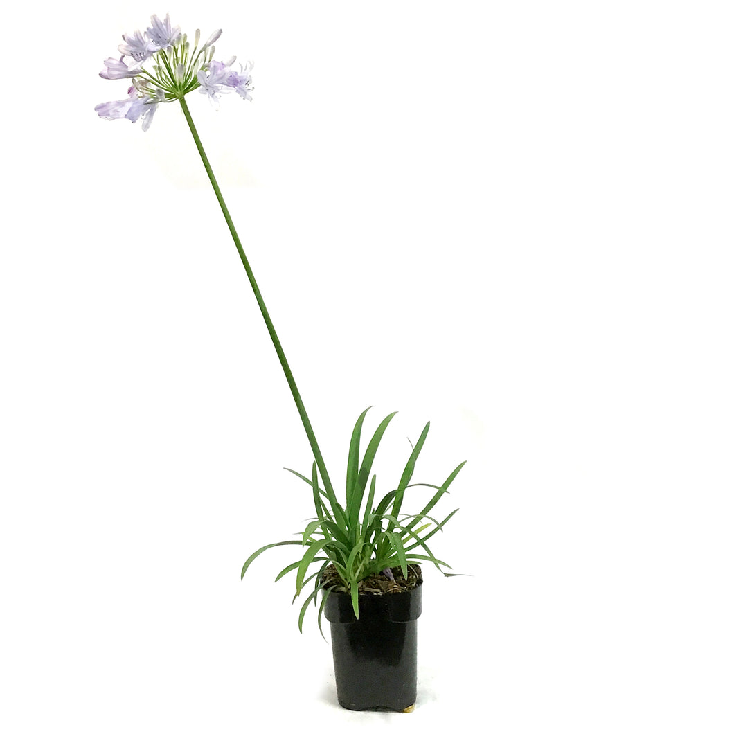 AGAPANTHUS, 5IN