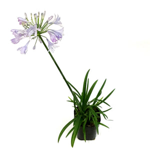 AGAPANTHUS, 5IN