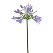 Load image into Gallery viewer, AGAPANTHUS, 5IN
