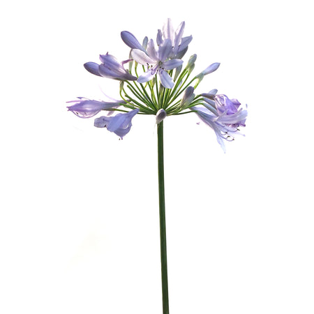 AGAPANTHUS, 5IN