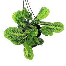 Load image into Gallery viewer, Maranta, 6in, Lemon, HB
