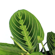 Load image into Gallery viewer, Maranta, 6in, Lemon, HB
