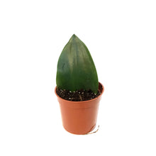 Load image into Gallery viewer, Sansevieria, 2.5in, Koi Fin
