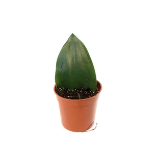 Sansevieria, 2.5in, Koi Fin