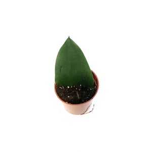 Sansevieria, 2.5in, Koi Fin