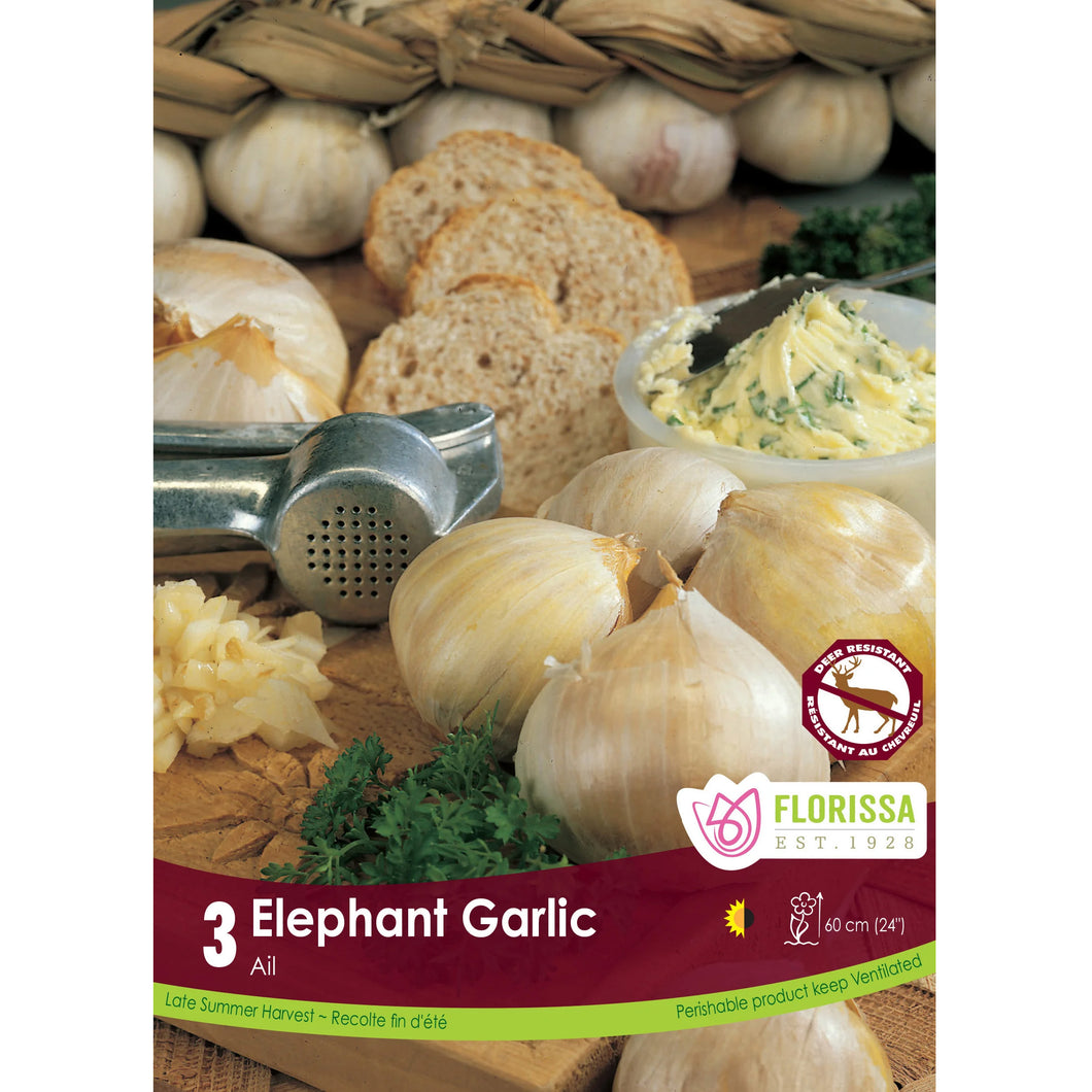 Garlic -Elephant Bulbs, 3 Pack