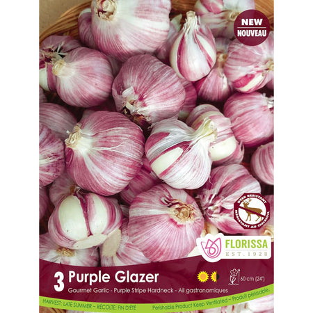 Garlic -Glazer Purple Bulbs, 3 Pack