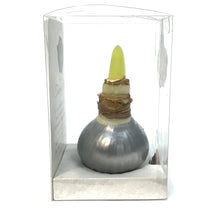 Load image into Gallery viewer, Amaryllis Bulb Kit, Waxed, White
