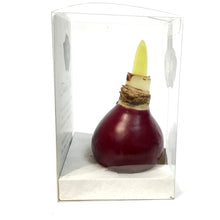 Load image into Gallery viewer, Amaryllis Bulb Kit, Waxed, White
