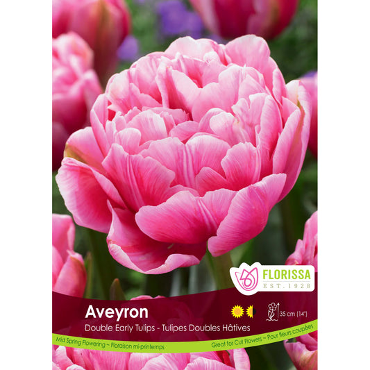 Tulip, Double Peony - Aveyron Bulbs, 6 Pack