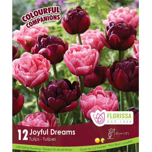Tulip,  Joyful Dreams Bulbs, 14 Pack