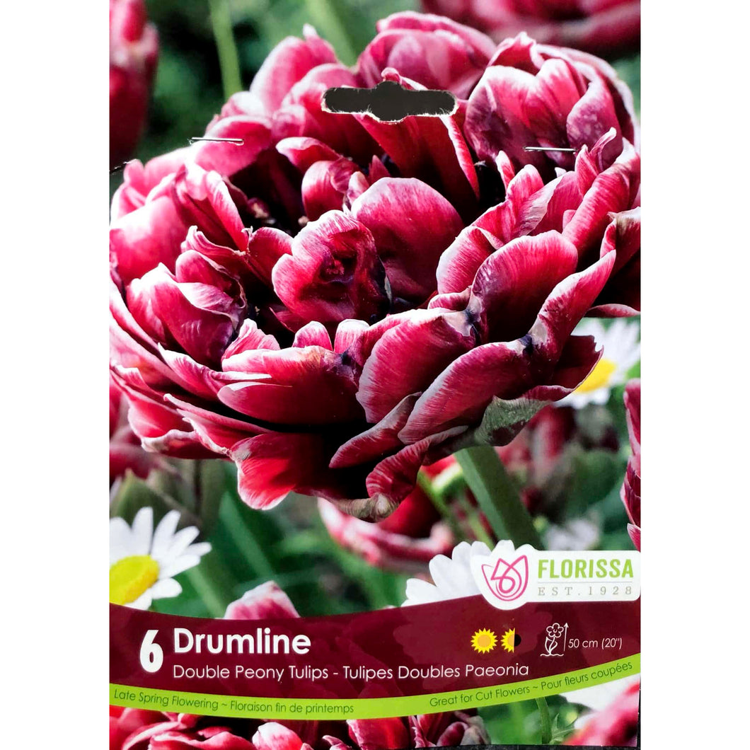 Tulip, Double Peony - Drumline, 6 Pack