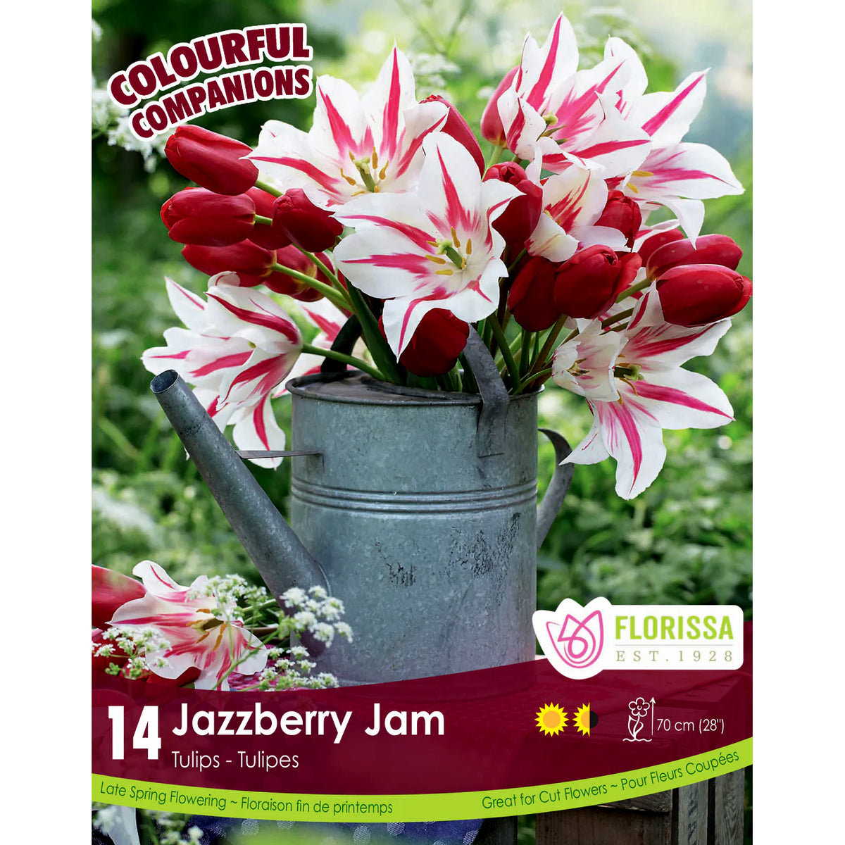 Tulip,  Jazzberry Jam Bulbs, 12 Pack