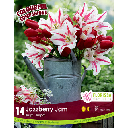 Tulip,  Jazzberry Jam Bulbs, 14 Pack