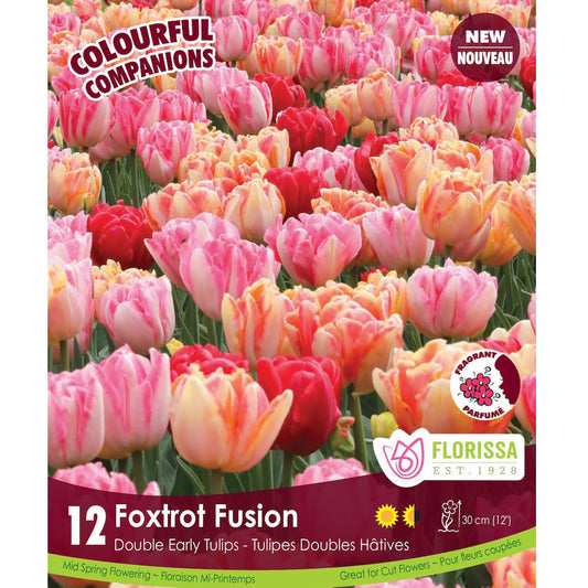 Tulip, Double Early - Foxtrot Fusio Bulbs, 12 Pack