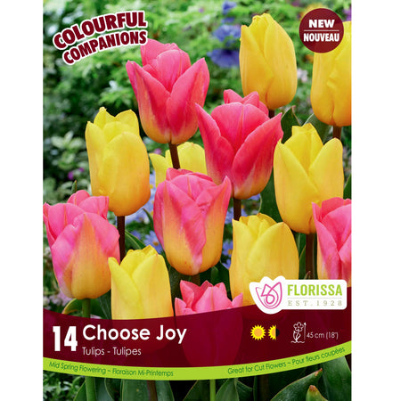 Tulip, Double Fringed - Choose Joy Bulbs, 12 Pack