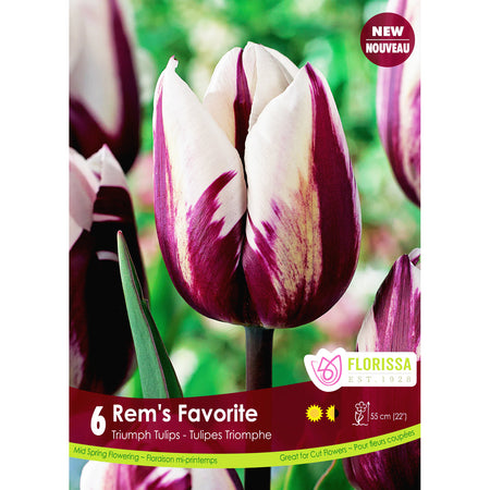 Tulip, Trumph -Rem's Favorites, 6 Pack