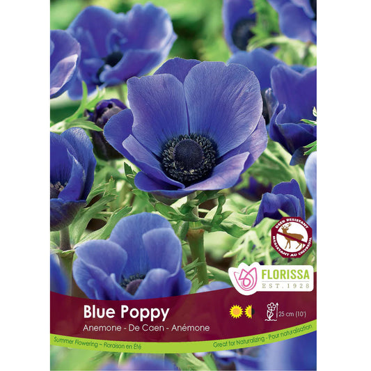 Anemone - De Caen Blue poppy Bulbs, 25 Pack