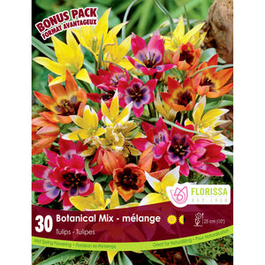 Tulip-Botanical Mix Bulbs, 30 Pack