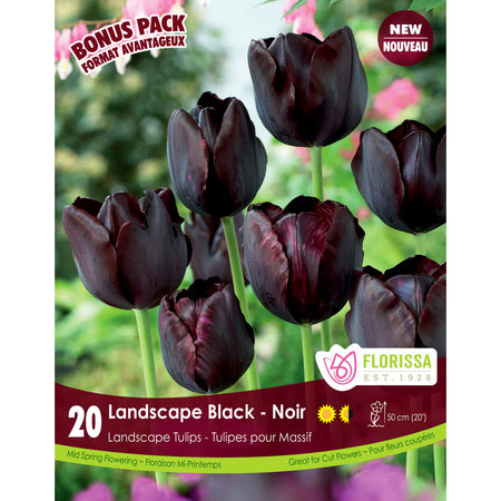 Tulip-Landscape Black Bulbs, 20 Pack