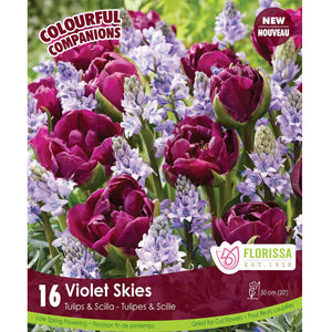 Tulip, Scilla - Violet Skies Bulbs, 16 Pack