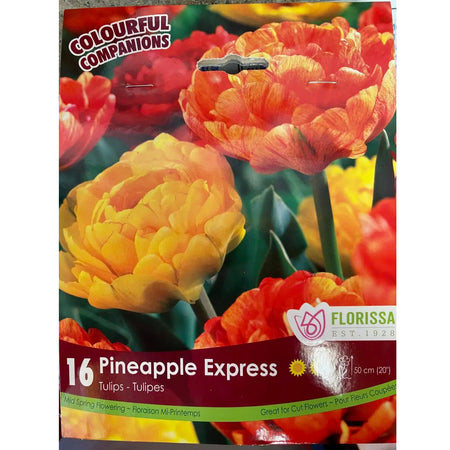 Tulip, Pineapple Express! Bulbs, 16 Pack
