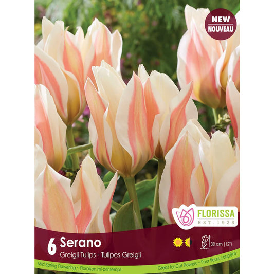 Tulip,Greigii -Serano Bulbs, 6 Pack