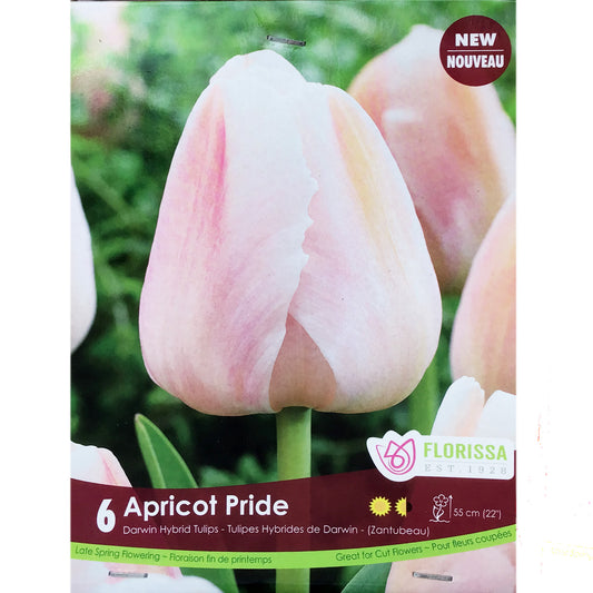 Tulip,Darwin Apricot Pride Bulbs, 6 Pack