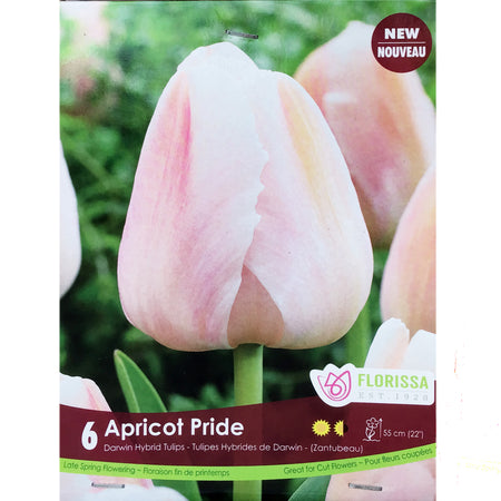 Tulip,Darwin Apricot Pride Bulbs, 6 Pack