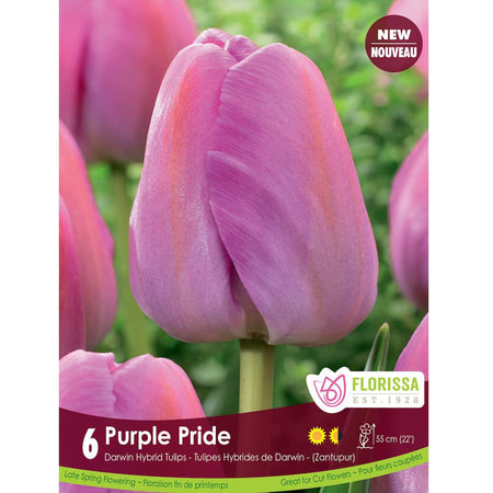 Tulip,Darwin Hybrid-Purple Pride Bulbs, 6 Pack