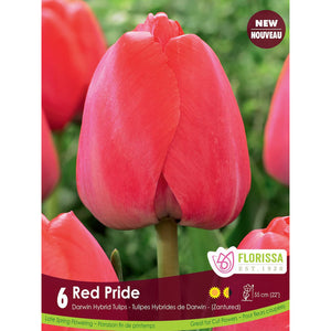 Tulip,Darwin Hybrid-RedPride Bulbs, 6 Pack