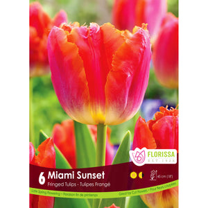 Tulip,Fringed-Miami Sunset  Bulbs, 6 Pack