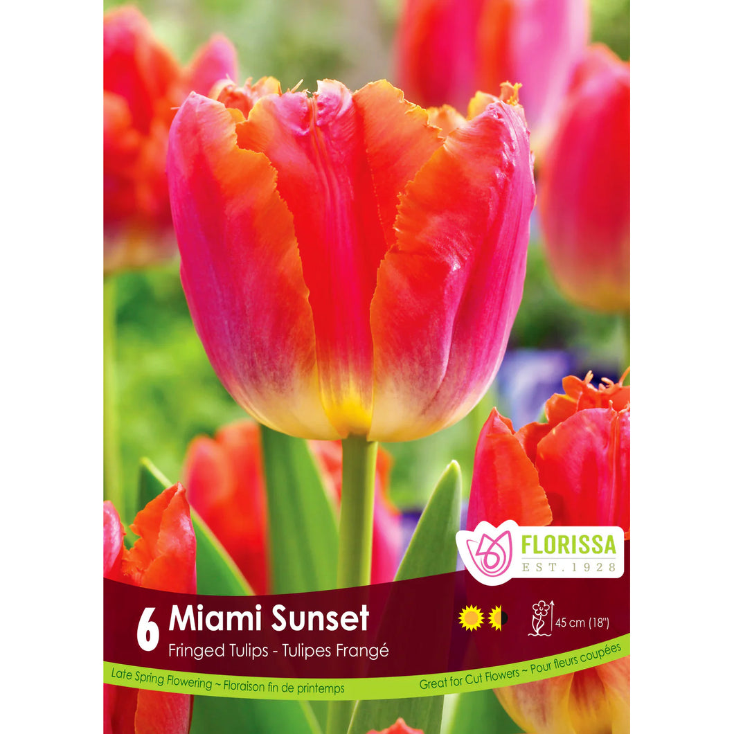 Tulip,Fringed-Miami Sunset  Bulbs, 6 Pack