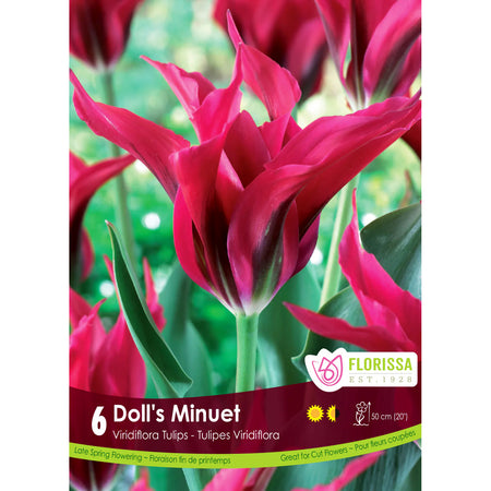 Tulip, Virififlora - Doll's Minuet, 6 Pack