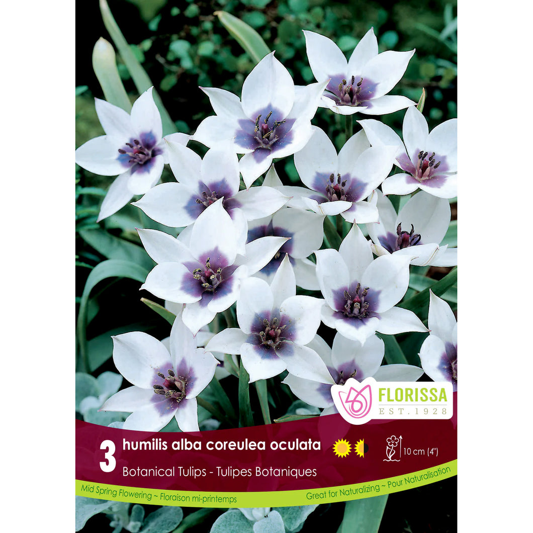 Tulip,Humulis Alba Coreulea, 3 Pack