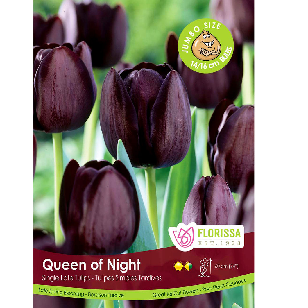 Tulip,Queen of Night Bulbs, 50 Pack