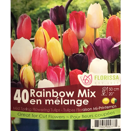 Tulip,Rainbow Mix  Bulbs, 50 Pack