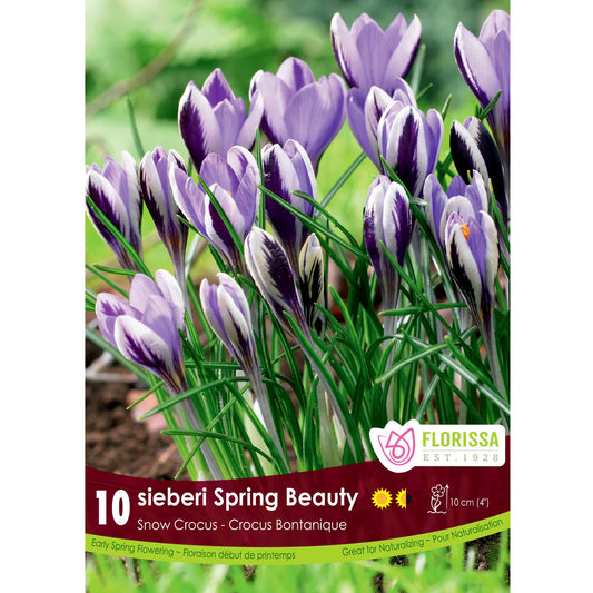Crocus, Sieberi, Spring Beauty, 10 Pack