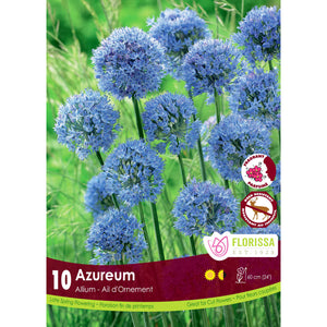 Allium - Azureum  Bulbs, 10 Pack