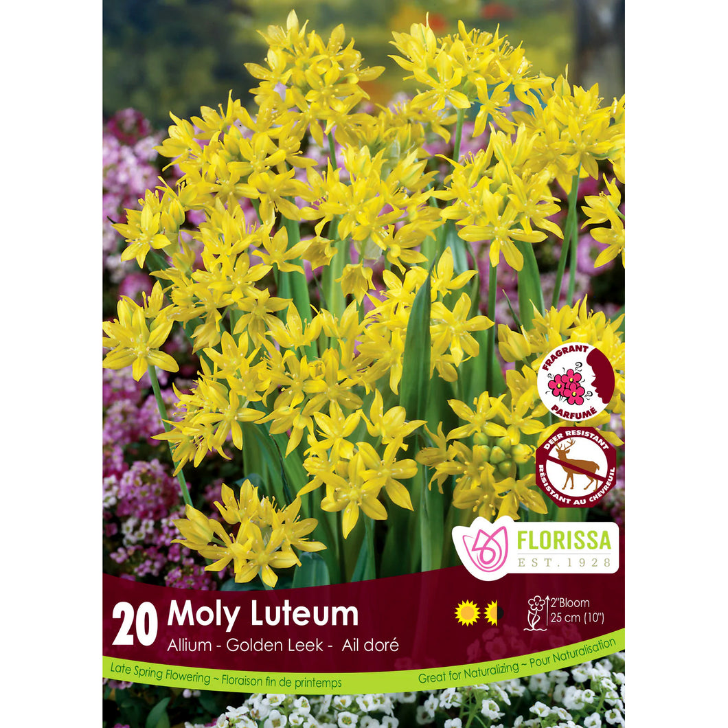 Allium - Moly Luteum  Bulbs, 20 Pack