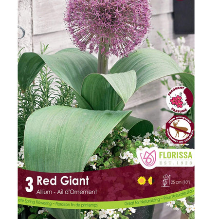 Allium - Red GiantBulbs, 3 Pack